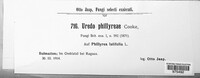 Zaghouania phillyreae image
